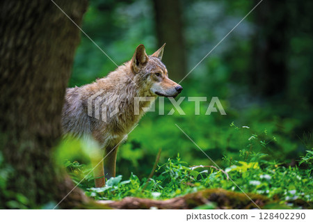 Wolf in summer forest. Wildlife scene from nature. Wild animal in the natural habitat Wolf in summer forest. Wildlife scene from nature. Wild animal in the natural habitat 128402290