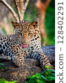 Majestic leopard lounging on a rocky surface in a lush green habitat during the golden hour 128402291