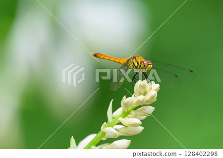  Natsuakane 128402298