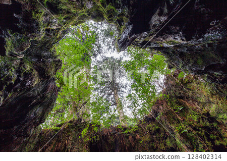 Wilson Stump Heart Yakushima Yakusugi Stump (January) Wilson Stump Heart Yakushima Yakusugi Stump (January) 128402314
