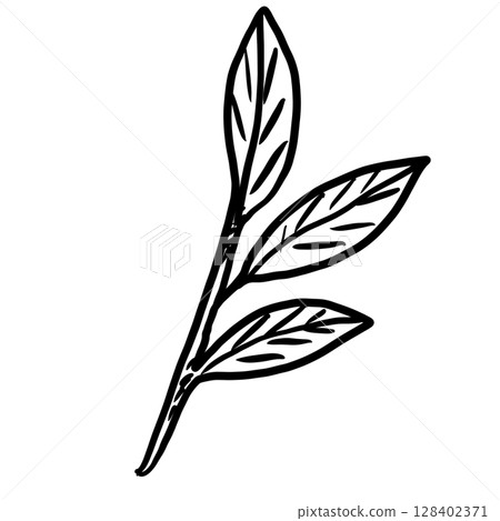 Leaf branch Hand drawn line art sketch doodle fisherman aesthetic coastal nautical illustration  128402371