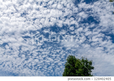 Clouds and trees floating in the blue sky [Background material] 128402405