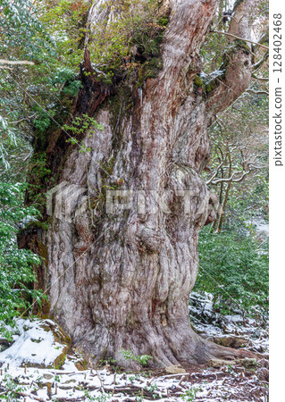 Jomon Cedar, Yakushima World Natural Heritage Site Yakusugi (February) 128402468
