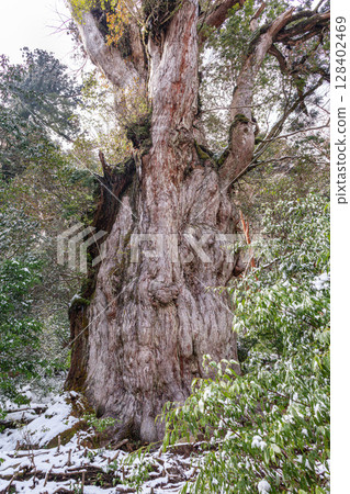 Jomon Cedar, Yakushima World Natural Heritage Site Yakusugi (February) 128402469