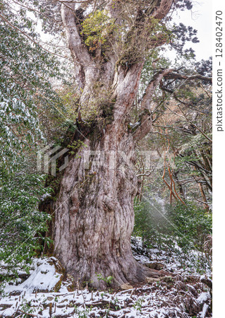 Jomon Cedar, Yakushima World Natural Heritage Site Yakusugi (February) 128402470