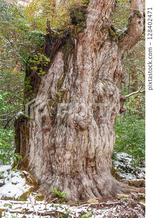 Jomon Cedar, Yakushima World Natural Heritage Site Yakusugi (February) 128402471