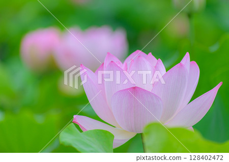 Lotus flower 128402472