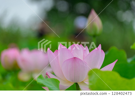 Lotus flower 128402473