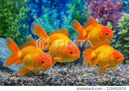 Bright Goldfish Swimming Gracefully in a Colorful Aquarium Tank Surrounded by Aquatic Plants 128402618