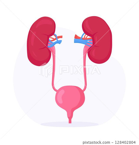 Kidneys and Bladder. Human Internal Organ. Urogenital System. Urinary Tract Infection. Nephrology, Urology. Kidney Endoscopy, Partial Nephrectomy Kidneys and Bladder. Human Internal Organ. Urogenital System. Urinary Tract Infection. Nephrology, Urology. Kidney Endoscopy, Partial Nephrectomy 128402804