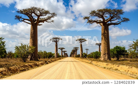 Image of Baobab tree (Madagascar) Image of Baobab tree (Madagascar) 128402839