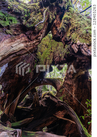 Yakusugi Cedar Trees: Shiratani Unsuikyo Gorge, Yakushima (February) 128403263