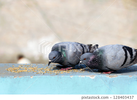 Two Pigeons Feeding on a Balcony Railing Two Pigeons Feeding on a Balcony Railing 128403437