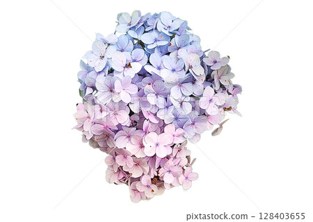 Bouquet of Hydrangea PNG Transparent Background. 128403655