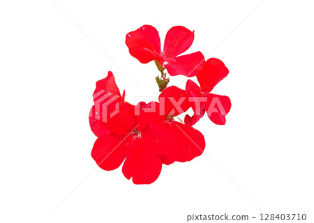 Geranium Flower PNG Transparent Background 128403710