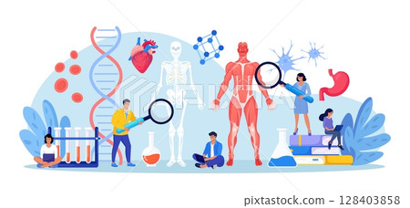 People studying anatomy of male muscular system and skeleton. Anatomical structure of human body. Medicine, physiology. Biology lesson at college. Students researching bone, muscle, blood systems 128403858