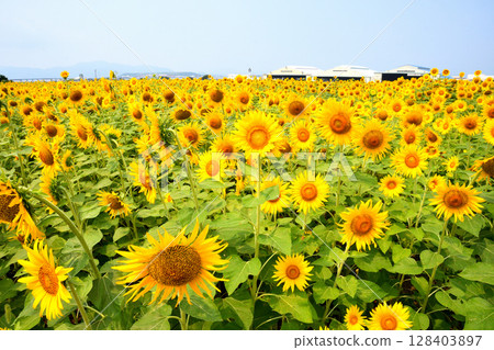 Sunflower, sunflower, sunflower 128403897