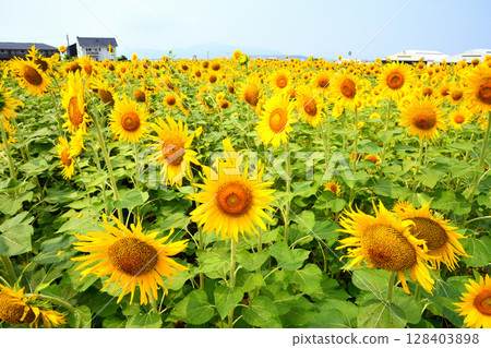 Sunflower, sunflower, sunflower 128403898