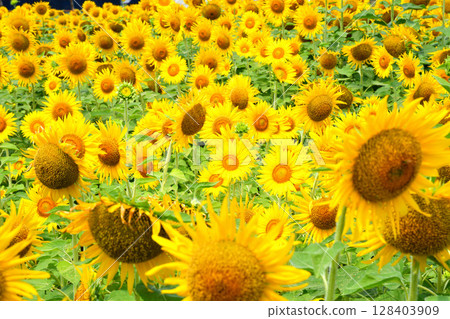 Sunflower, sunflower, sunflower Sunflower, sunflower, sunflower 128403909