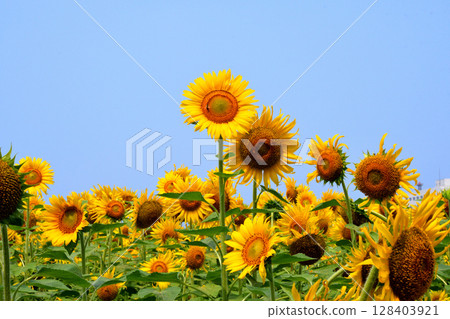 Sunflower, sunflower, sunflower 128403921