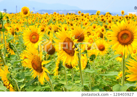 Sunflower, sunflower, sunflower Sunflower, sunflower, sunflower 128403927