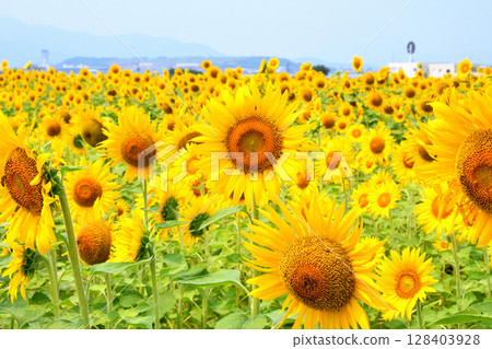 Sunflower, sunflower, sunflower Sunflower, sunflower, sunflower 128403928
