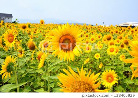 向日葵,向日葵,向日葵 向日葵,向日葵,向日葵 128403929