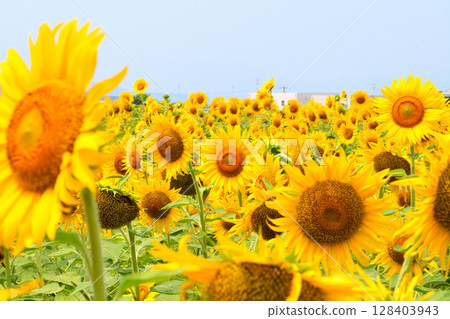 Sunflower, sunflower, sunflower 128403943