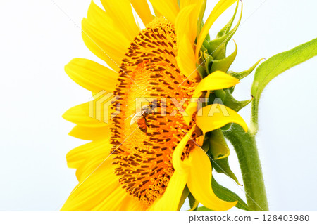 蜜蜂聚集在向日葵上 128403980