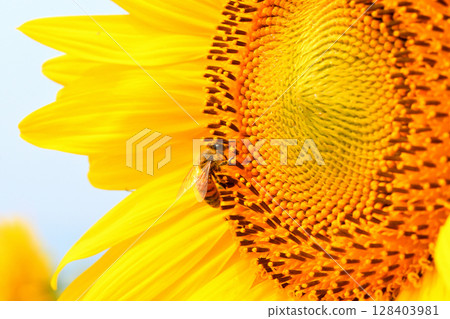 蜜蜂聚集在向日葵上 128403981