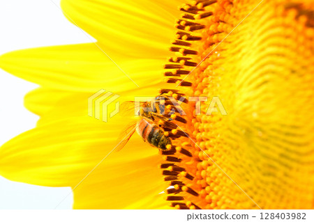 蜜蜂聚集在向日葵上 128403982