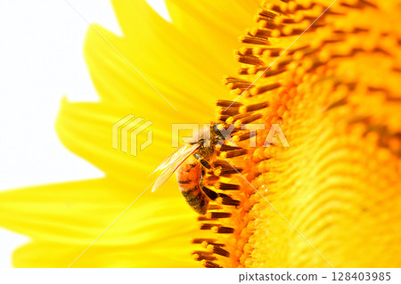 Bees gathering on sunflowers Bees gathering on sunflowers 128403985