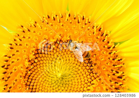 Bees gathering on sunflowers Bees gathering on sunflowers 128403986