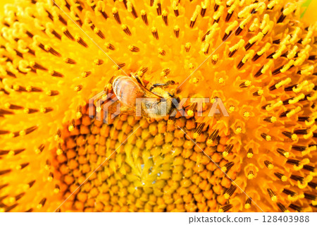 蜜蜂聚集在向日葵上 蜜蜂聚集在向日葵上 128403988