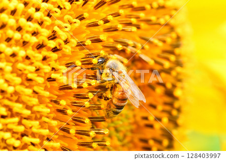 蜜蜂聚集在向日葵上 128403997