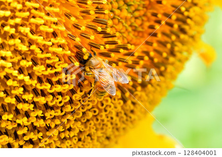 蜜蜂聚集在向日葵上 蜜蜂聚集在向日葵上 128404001