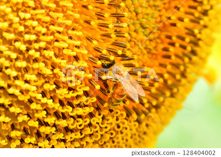 Bees gathering on sunflowers Bees gathering on sunflowers 128404002