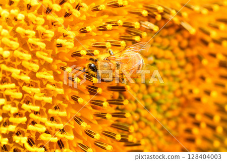 Bees gathering on sunflowers Bees gathering on sunflowers 128404003