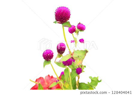 Globe Amaranth Flower PNG Transparent Background Globe Amaranth Flower PNG Transparent Background 128404041