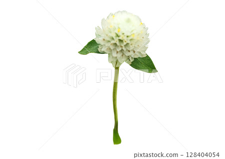 Globe Amaranth Flower PNG Transparent Background  128404054