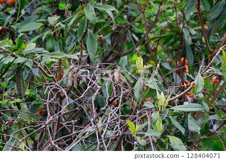 Sparrow family Sparrow family 128404071
