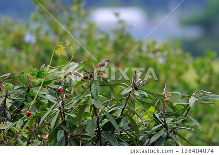 Sparrow family Sparrow family 128404074