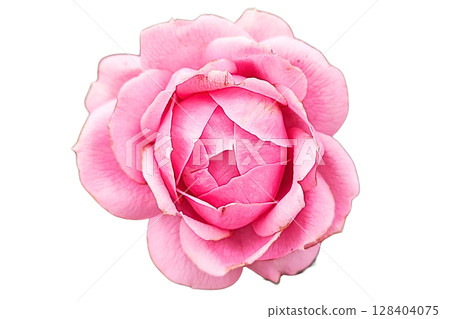 Pink Camellia Flower PNG Transparent Background Pink Camellia Flower PNG Transparent Background 128404075
