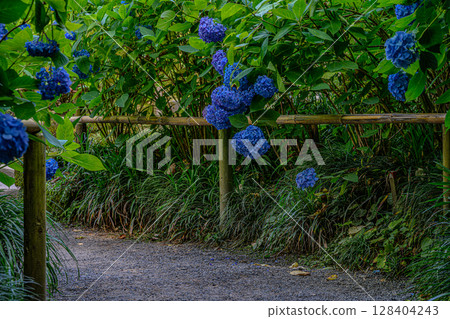 Hydrangea (Moekizukinin) Hydrangea (Moekizukinin) 128404243
