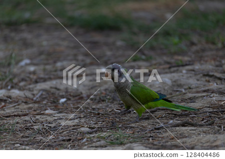 Parrot Walking on Ground 128404486