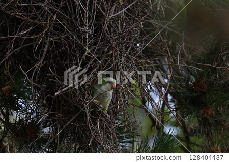 Parrot in Nest of Twigs Parrot in Nest of Twigs 128404487