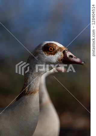 Closeup of Egyptian Goose Head Closeup of Egyptian Goose Head 128404514