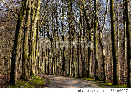 Serene Forest Pathway Lined with Tall Mossy Trees on Sunny Day 128404627