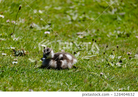 Fluffy Duckling Resting on Grass Fluffy Duckling Resting on Grass 128404632