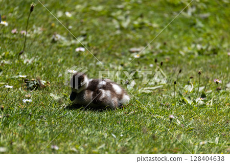 Duckling Resting on Green Grass 128404638